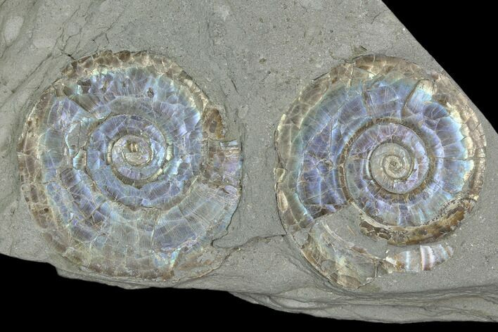 Two Iridescent Ammonites (Psiloceras) - England #130444